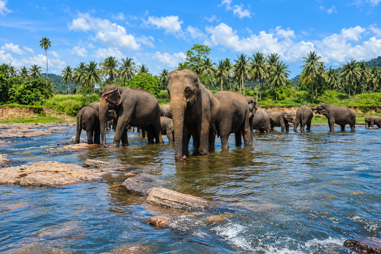 Kandy: Elephant Village Experience & Kandyan Dance Tour Kandy: Private Guided City Tour by Tuk-Tuk