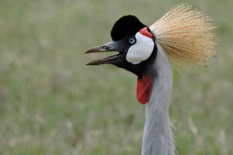 Depuis Arusha/Karatu : Excursion d&#039;une journée dans le cratère du Ngorongoro avec déjeuner