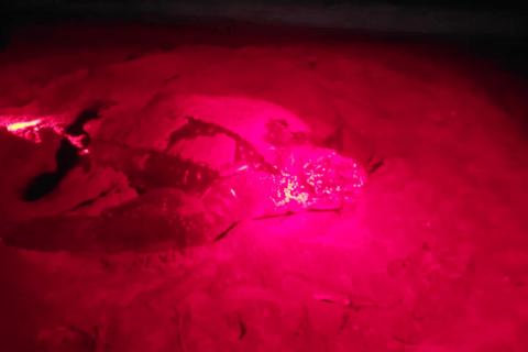Tobago: Leatherback Turtle Nesting Tour with Pickup