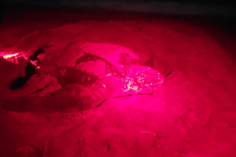 Tobago: Leatherback Turtle Nesting Tour with Pickup