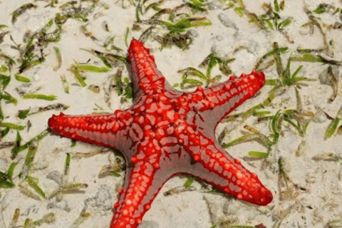 Zanzibar: Swim with Starfish and Snorkeling At Blue Lagoon