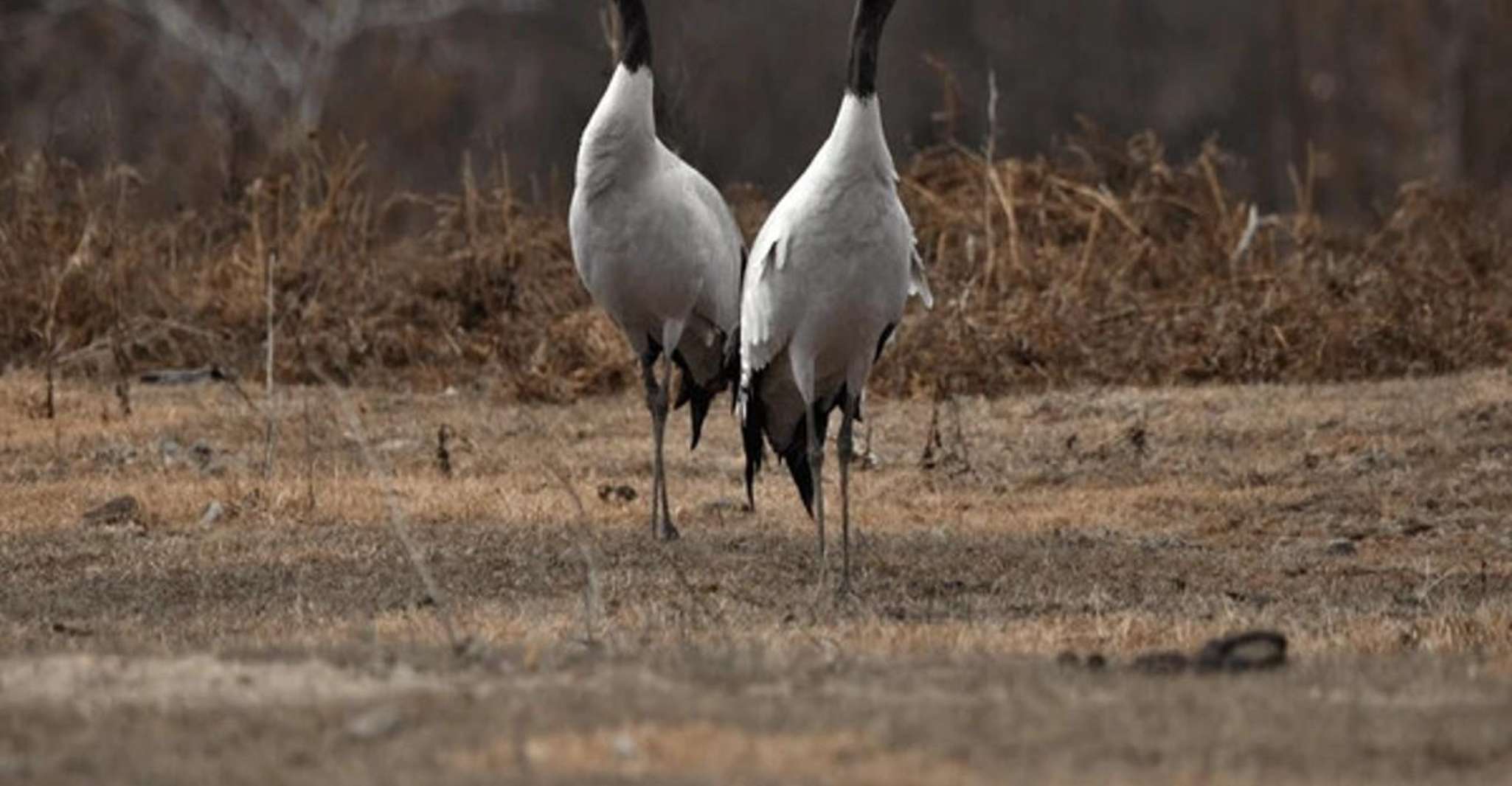 Bird Watching Tour in Bhutan - Housity