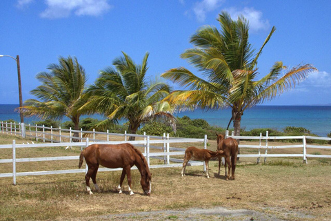 St. Maarten: Horseback Ride & Swim in the Caribbean