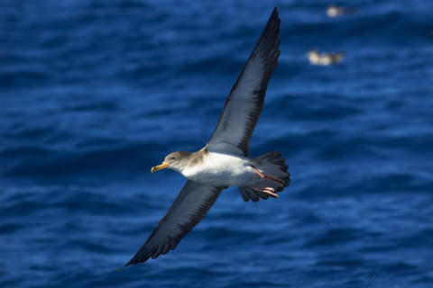 Funchal: Wal- & Delfinbeobachtungs-Tour per Schnellboot