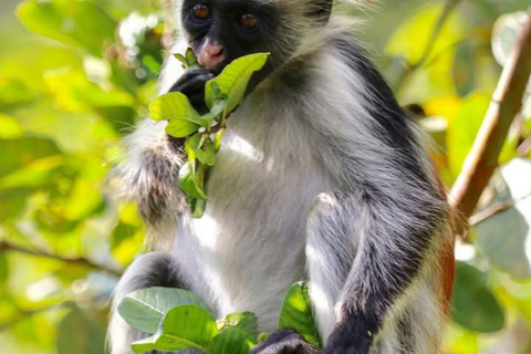 Zanzibar: Jozani Forest,saalam cave and Mtende beach