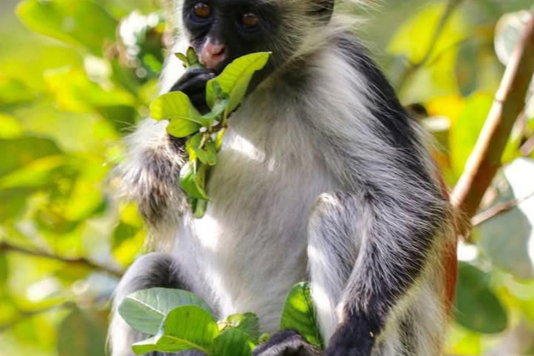 Zanzibar: Jozani Forest och Salaam Cave TourZanzibar: Jozani-skogen och Salaam-grottan