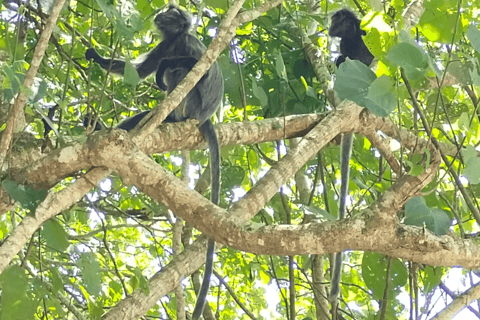 Kuching: Bako Wildlife Day Tour