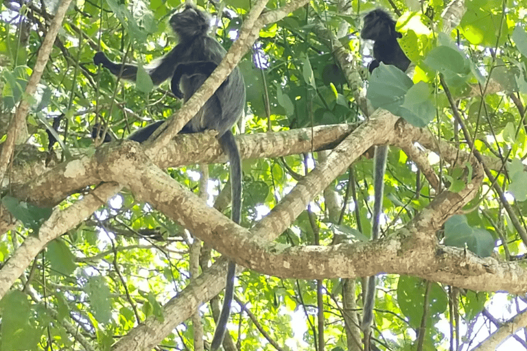 Kuching: Bako Wildlife Day Tour