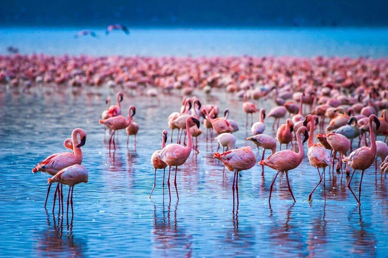 From Nairobi: Lake Nakuru National Park Safari with Lunch