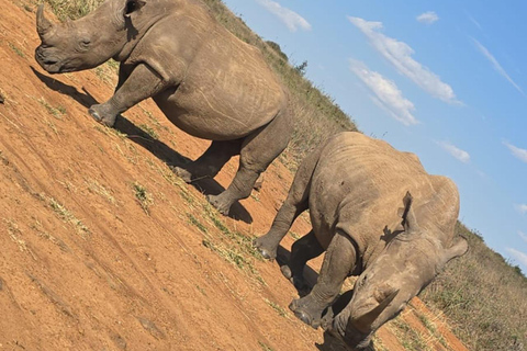 Halvdagsutflykt till Nairobis nationalpark med upphämtning från hotell