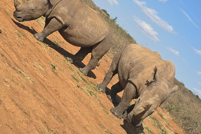 Halvdagsutflykt till Nairobis nationalpark med upphämtning från hotell