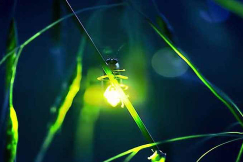 Ubud: Silver Making Class and Fireflies Evening Tour