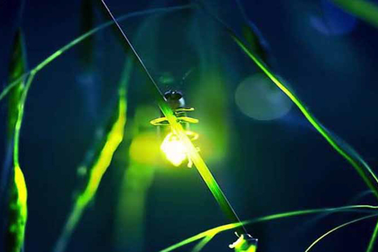 Ubud: Silver Making Class and Fireflies Evening Tour