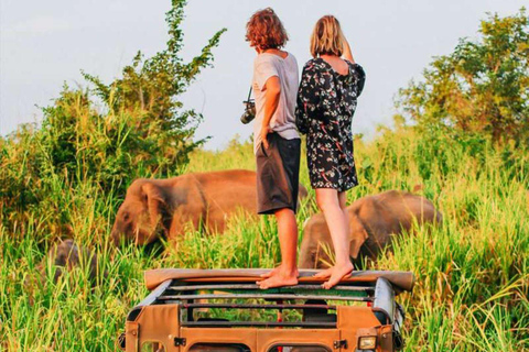 Safari de l'après-midi dans le parc national de Minneriya (tout compris)Safari tout compris dans l'après-midi dans le parc national de Minneriya