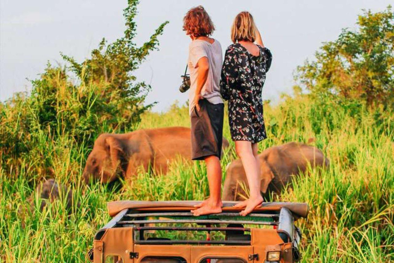 Safari de l'après-midi dans le parc national de Minneriya (tout compris)Safari tout compris dans l'après-midi dans le parc national de Minneriya