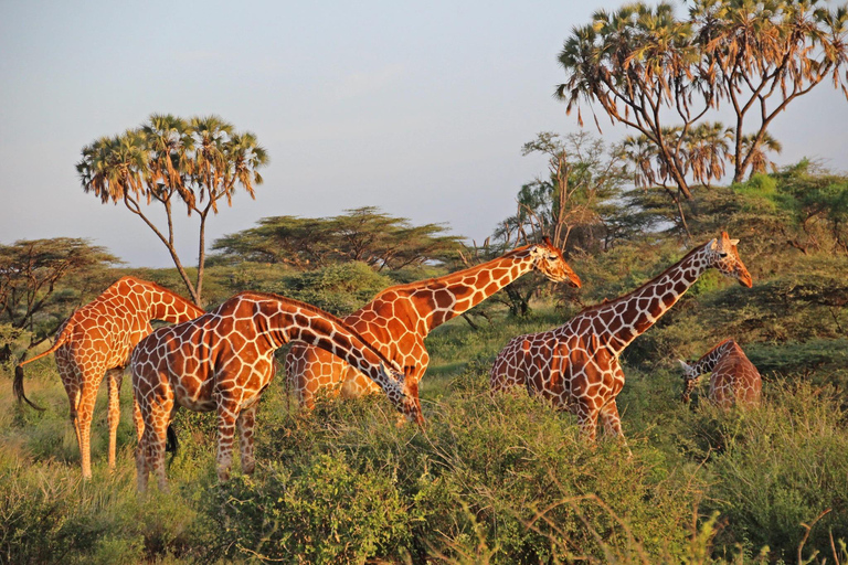 3 Tage Masai Mara Safari