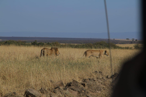 Safari por Kenia: safari de 3 días en el lodge de gama media Masai MaraSafari por Kenia: Safari de 3 días en un lodge de gama media