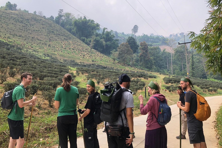 Chiang Rai: Jungle Adventure-Group Trekking & Bamboo Cooking