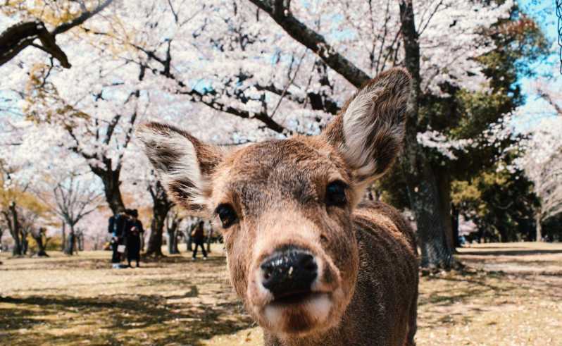 Nara : Private City Tour With A Local Guide