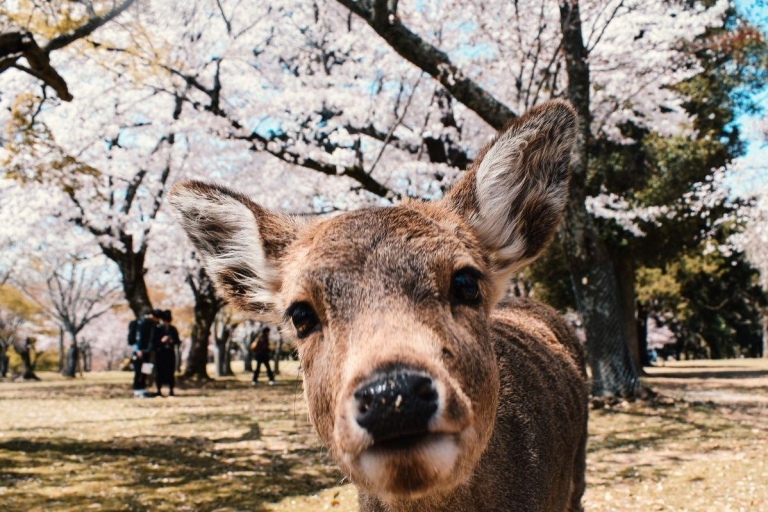 Nara: Tour privado de la ciudad con guía localTour privado de Nara con un guía local