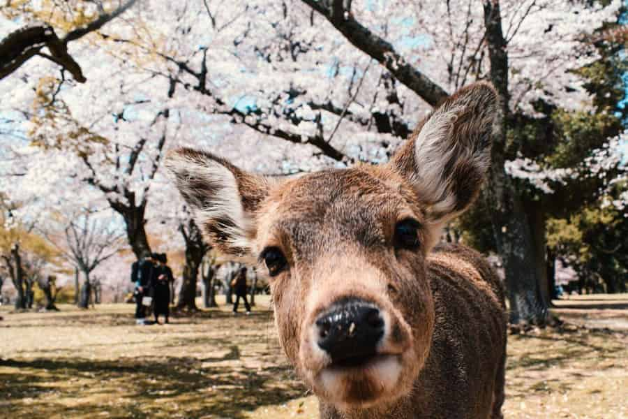 Travel Guide to Nagaland's Cherry Blossoms