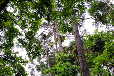 CAMINHO DO OURO - Geführte Tour durch den Atlantischen Wald, Wasserfälle und Geschichten.