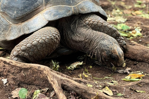 Ciudad de piedra y prisión Isla