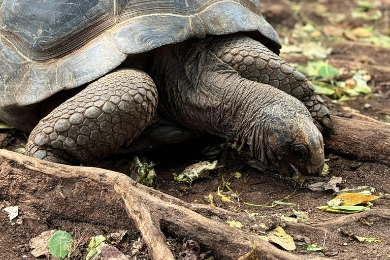 Ciudad de piedra y prisión Isla