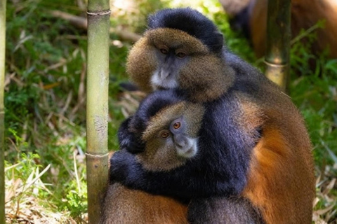 Kigali : Trekking au singe doré et transfert vers les Volcans ...