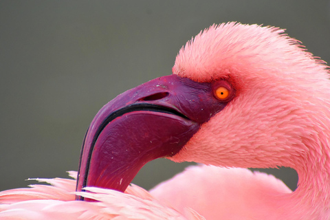 Walvis Bay: Obserwacja ptaków i wycieczka fotograficzna