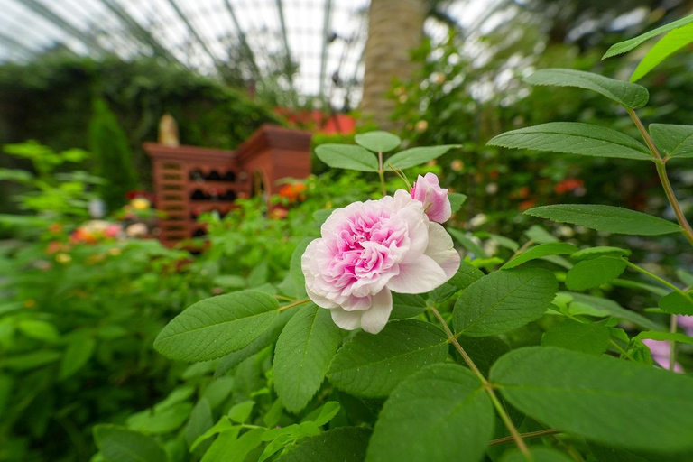 Singapore: Gardens by the Bay Entry Ticket Cloud Forest and Supertree Observatory Ticket