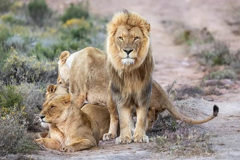 From Cape Town: Aquila Private Game Reserve Safari Tour