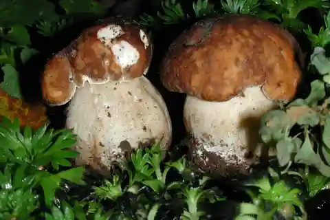 MUSHROOMS