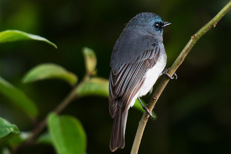 Kanneliya the Biodiversity Hot Spot Trekking from Galle