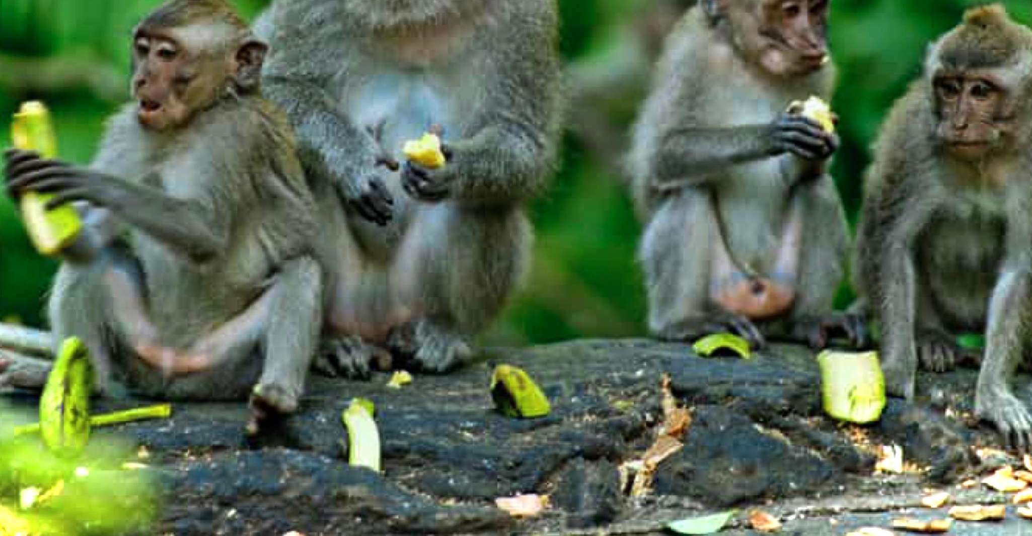 Bali, Forêt de Singe Ubud, Terrasses de Rice, Temple, Cascade - Hizvo