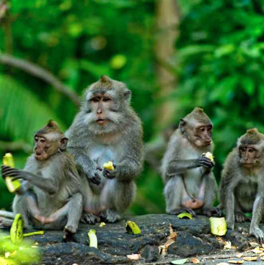 Bali: Foresta delle scimmie di Ubud, terrazzamenti di riso, tempio, cascata