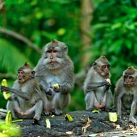 Bali, Ubud Affenwald, Reisterrassen, Tempel, Wasserfall - Hizvo