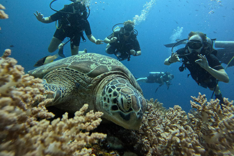 Na północ od Mauritiusa: wycieczka nurkowaWycieczka nurkowa na północy Mauritiusa Pojedyncze nurkowanie