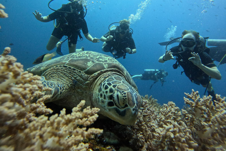 Na północ od Mauritiusa: wycieczka nurkowaWycieczka nurkowa na północy Mauritiusa Pojedyncze nurkowanie