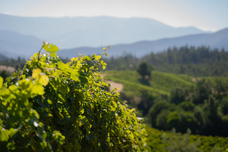 Curacaví Valley: Private Wine Tour of Viña Lopez Pangue and El Cuadro Curacaví Valley: Private Wine Route Tour - Viña Lopez Pangue and El Cuadro