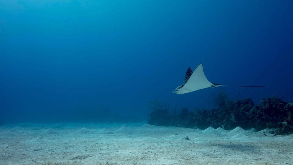 Flamingo & Tamarindo: Two Dives at Las Catalinas Islands logo