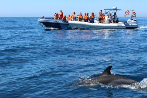 Från Lagos: Båtutflykt med delfinskådning med marinbiologer