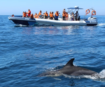 From Lagos: Dolphin Watching Boat Trip w/ Marine Biologists