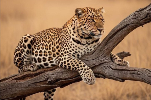Hambantota Port: Yala Leopard Tracking Safari (Shared) Hambantota Port: Yala Leopard Tracking Safari (Private)