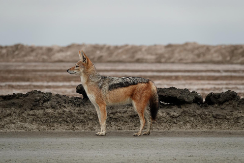 Swakopmund: Namib Desert Sunrise, Seals & Sandwich Harbour
