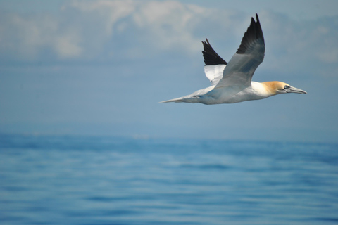 New: Into the Wild - 3H w/Marine Biologists - dolphins &more