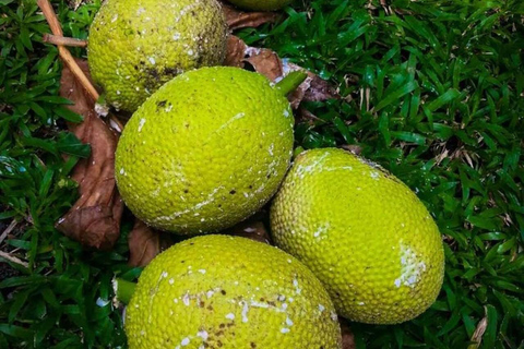 زنجبار: مدينة ستون، جزيرة السجن ومزرعة التوابل مع الغداءجولة خاصة بدون خدمة الاستقبال والتوصيل من 