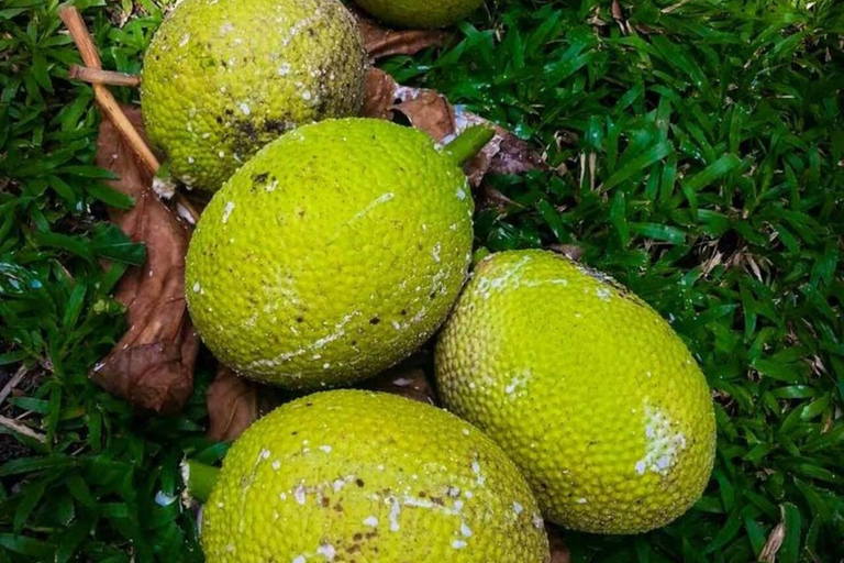 زنجبار: مدينة ستون، جزيرة السجن ومزرعة التوابل مع الغداءجولة خاصة بدون خدمة الاستقبال والتوصيل من 