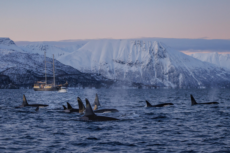 From Skjervøy: Whale Watching in a Heated Cabin Cruiser