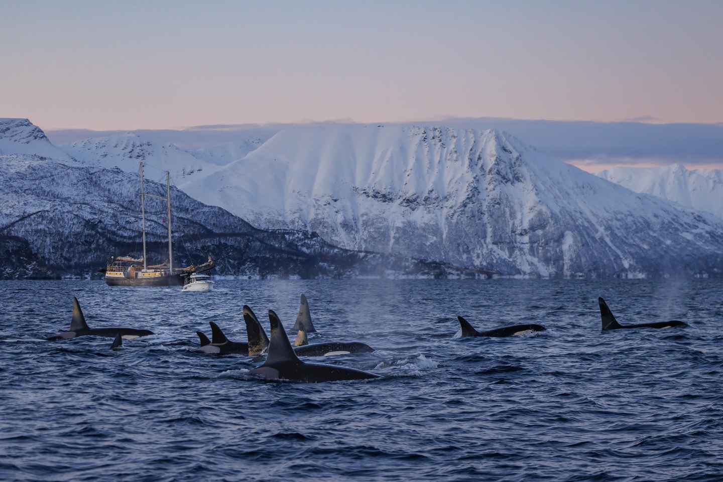 From Skjervøy: Whale Watching in a Heated Cabin Cruiser